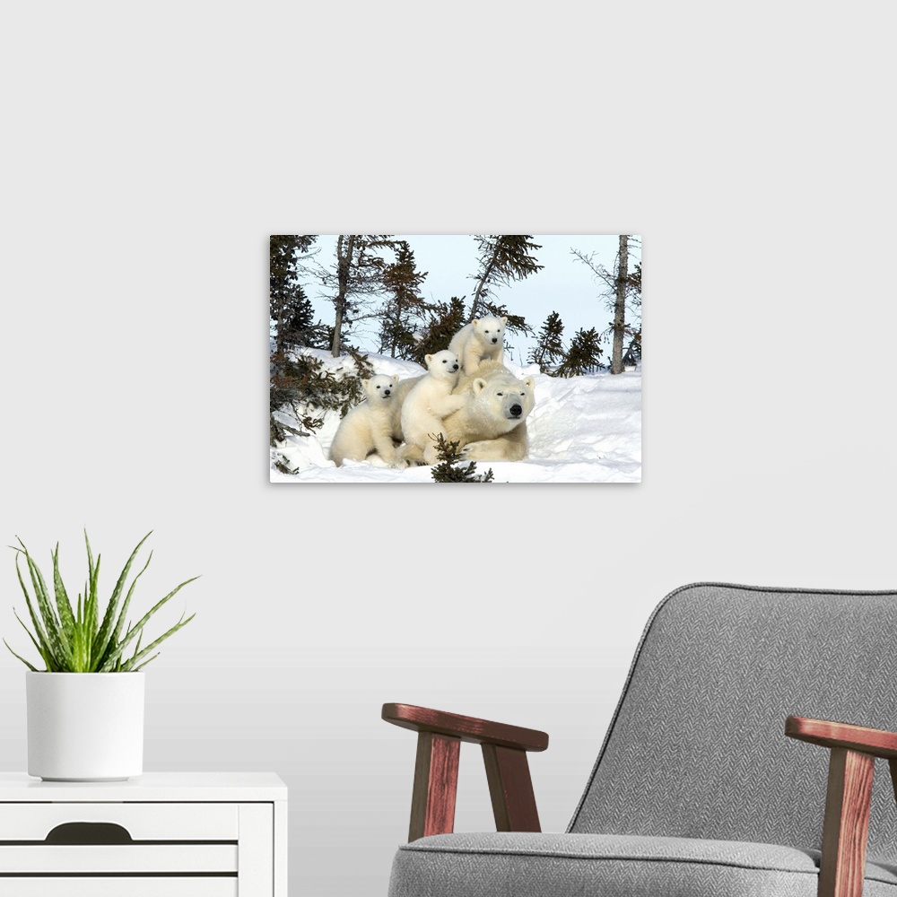 A modern room featuring Polar bear mother with triplets, Churchill, Hudson Bay, Manitoba, Canada
