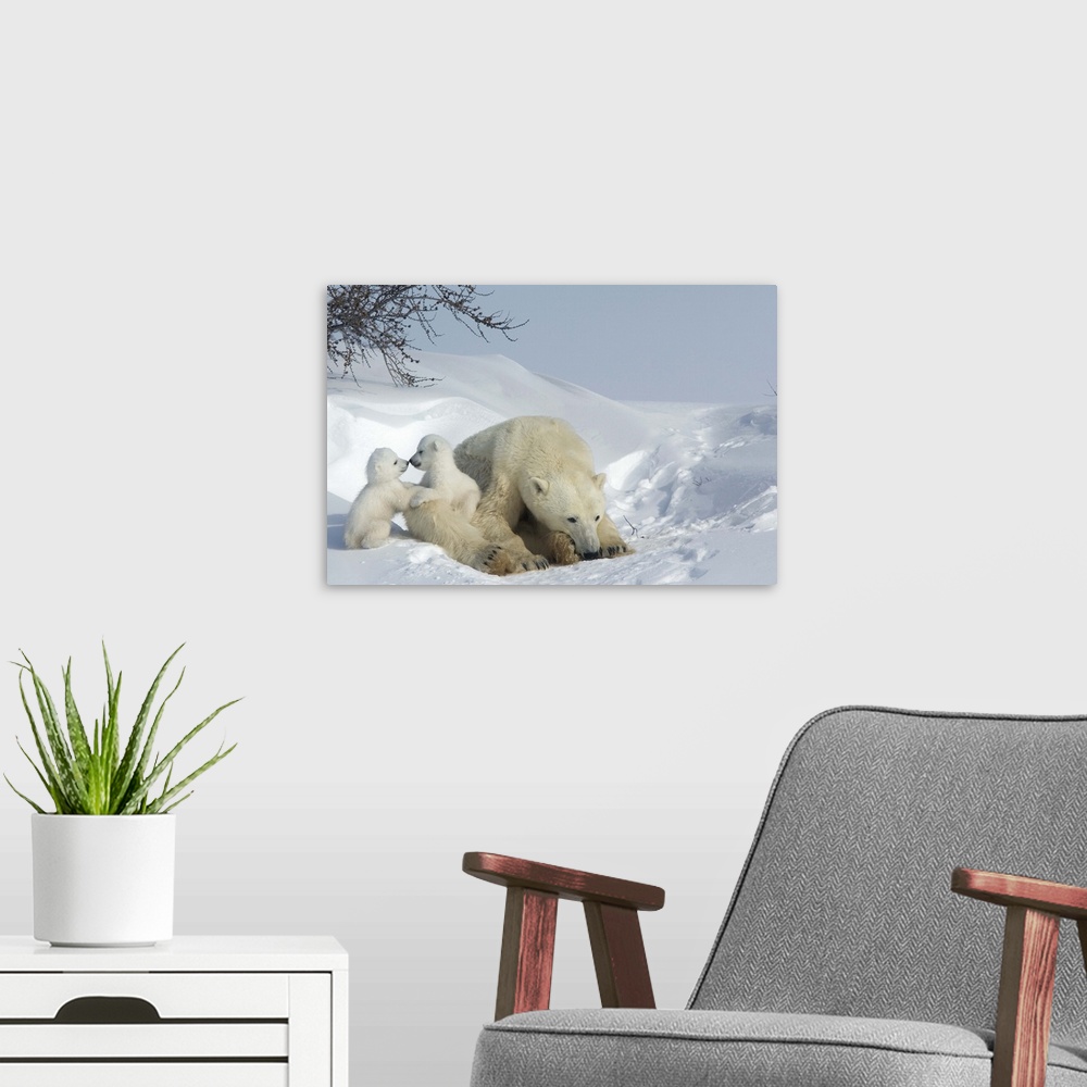 A modern room featuring Polar bear mother with twin cubs, Churchill, Hudson Bay, Manitoba, Canada