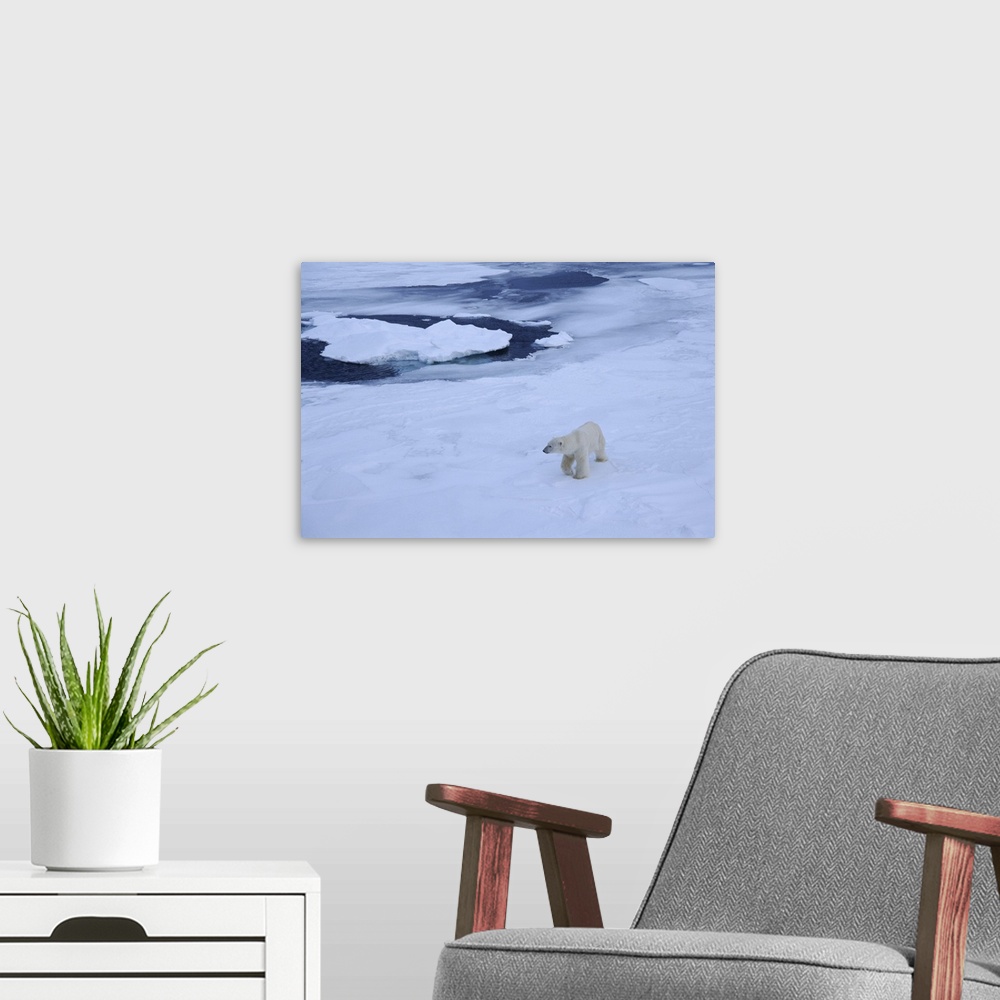 A modern room featuring Polar bear on pack ice north of Spitsbergen, Norway, Scandinavia, Polar Regions