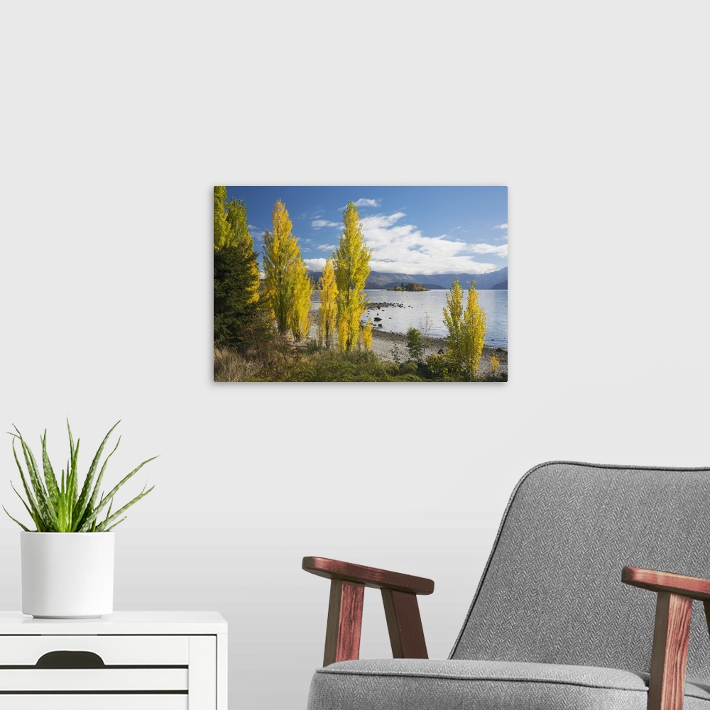 A modern room featuring Poplars growing on the shore of Lake Wanaka, autumn, Roys Bay, Wanaka, Queenstown-Lakes district,...