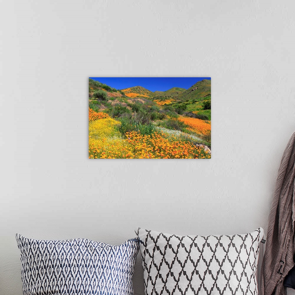 A bohemian room featuring Poppies and Goldfields, Chino Hills State Park, California