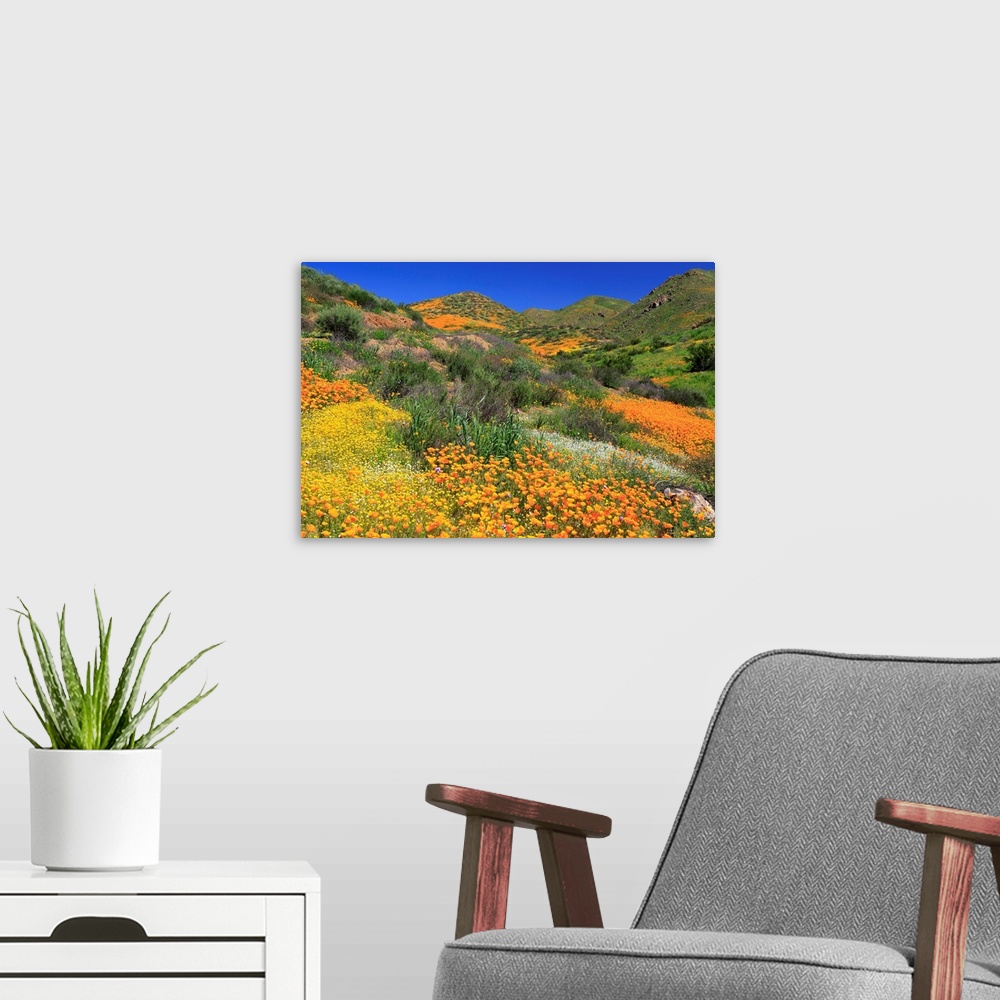 A modern room featuring Poppies and Goldfields, Chino Hills State Park, California