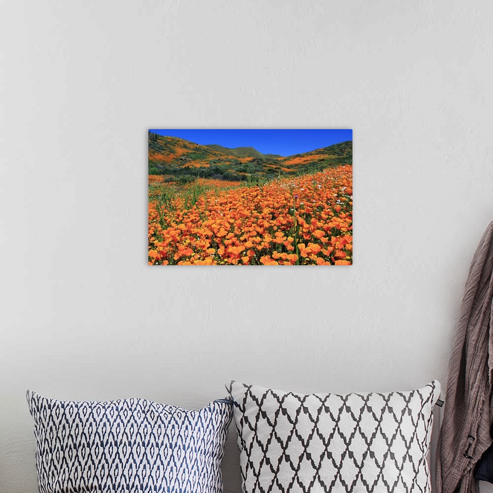 A bohemian room featuring Poppies, Chino Hills State Park, California