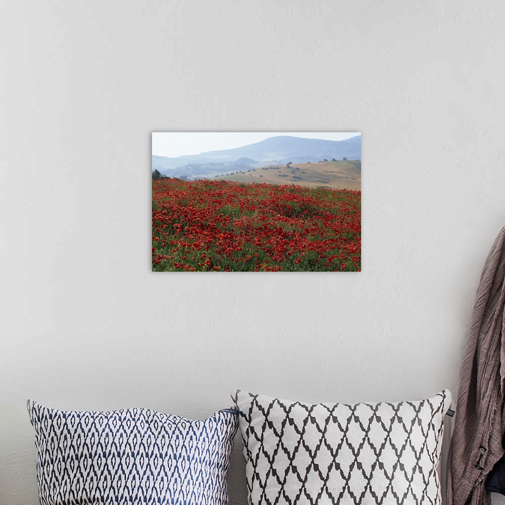 A bohemian room featuring Poppies in rolling landscape, near Olvera, Cadiz, Andalucia, Spain