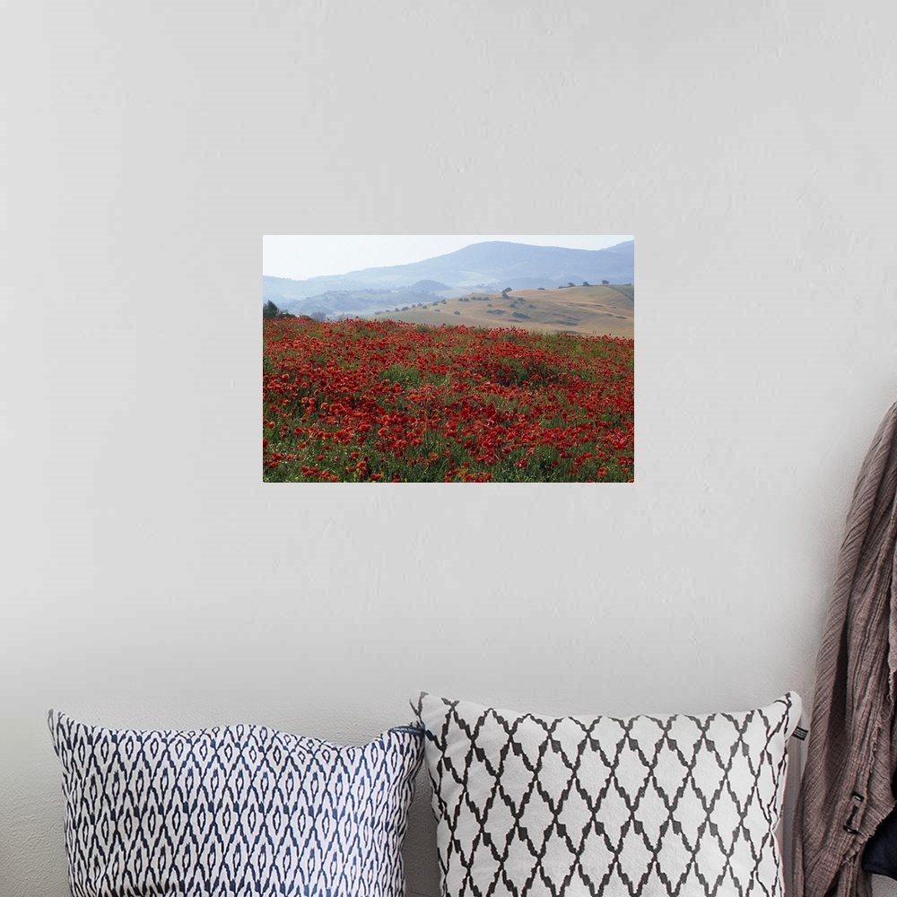 A bohemian room featuring Poppies in rolling landscape, near Olvera, Cadiz, Andalucia, Spain