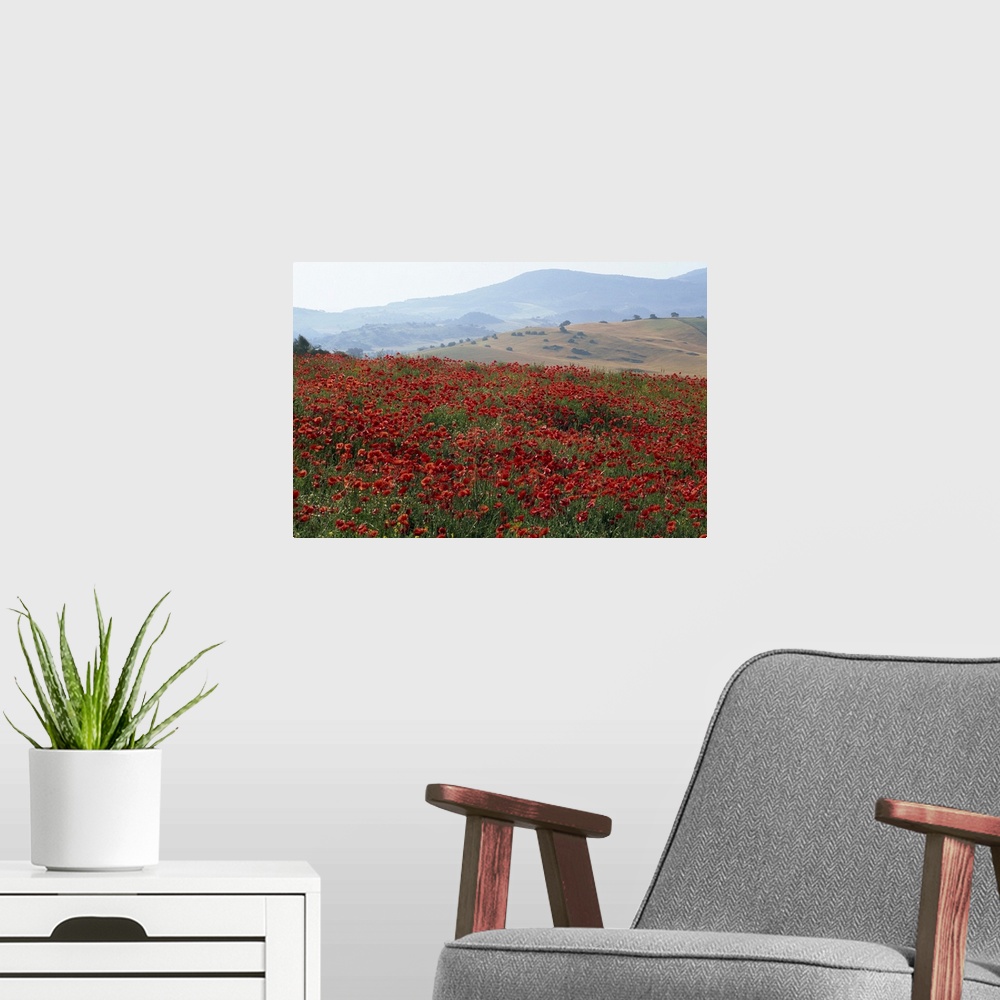 A modern room featuring Poppies in rolling landscape, near Olvera, Cadiz, Andalucia, Spain