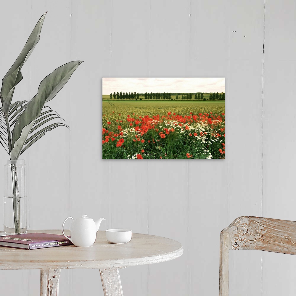 A farmhouse room featuring Poppies in the Valley of the Somme near Mons, Nord-Picardy, France, Europe
