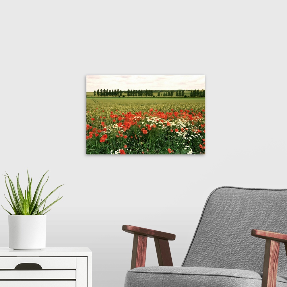 A modern room featuring Poppies in the Valley of the Somme near Mons, Nord-Picardy, France, Europe