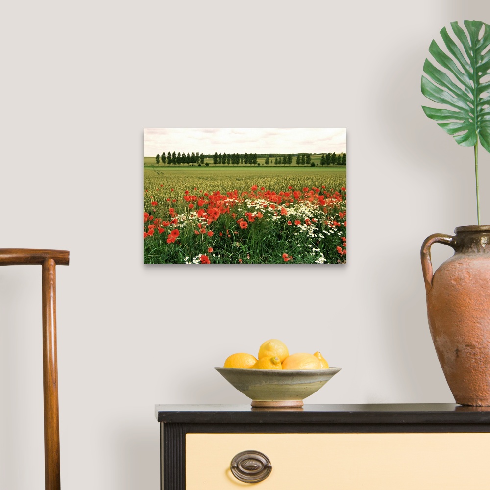 A traditional room featuring Poppies in the Valley of the Somme near Mons, Nord-Picardy, France, Europe