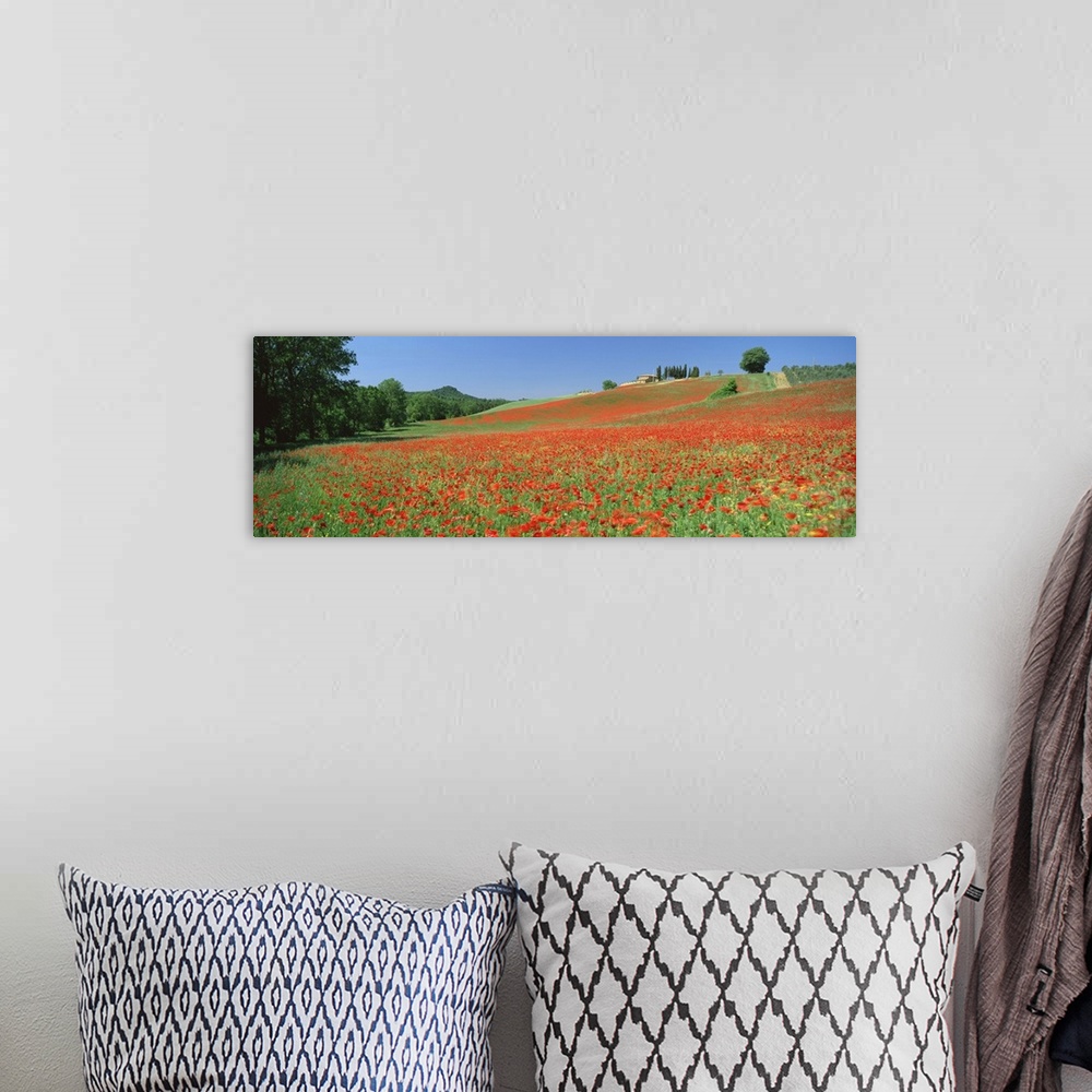 A bohemian room featuring Poppy field near Montechiello, Tuscany, Italy, Europe