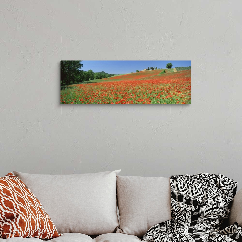 A bohemian room featuring Poppy field near Montechiello, Tuscany, Italy, Europe