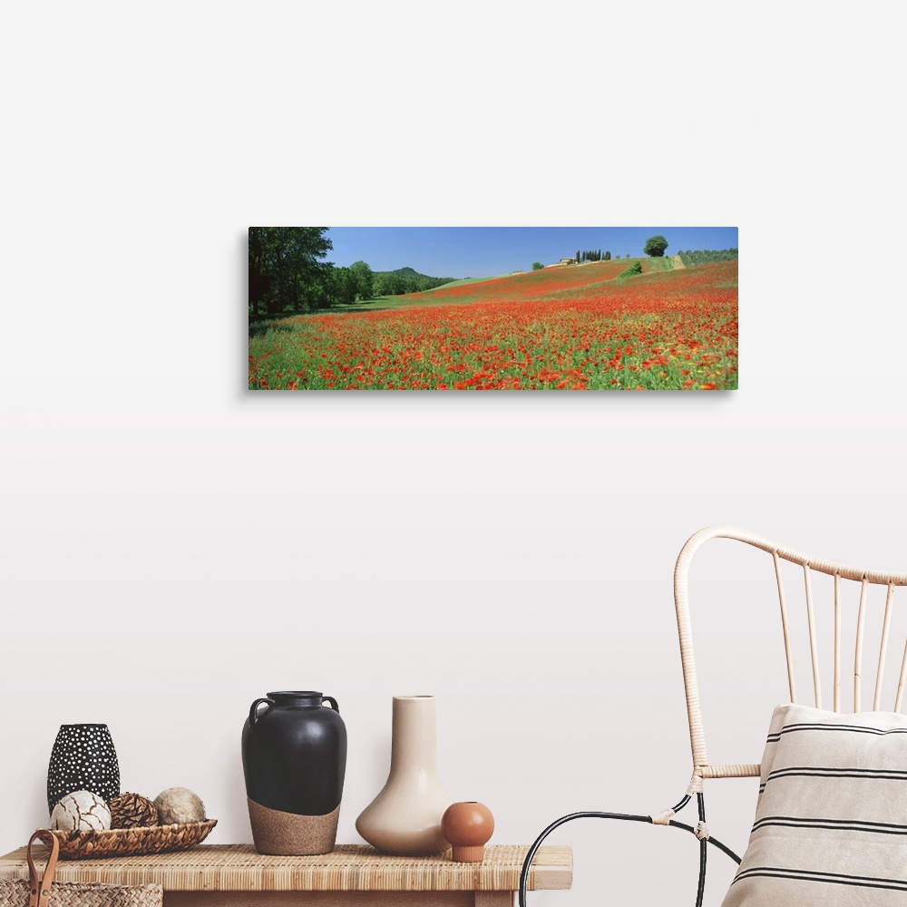 A farmhouse room featuring Poppy field near Montechiello, Tuscany, Italy, Europe