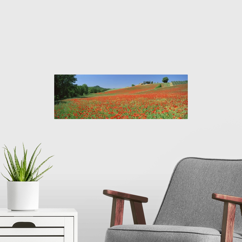 A modern room featuring Poppy field near Montechiello, Tuscany, Italy, Europe