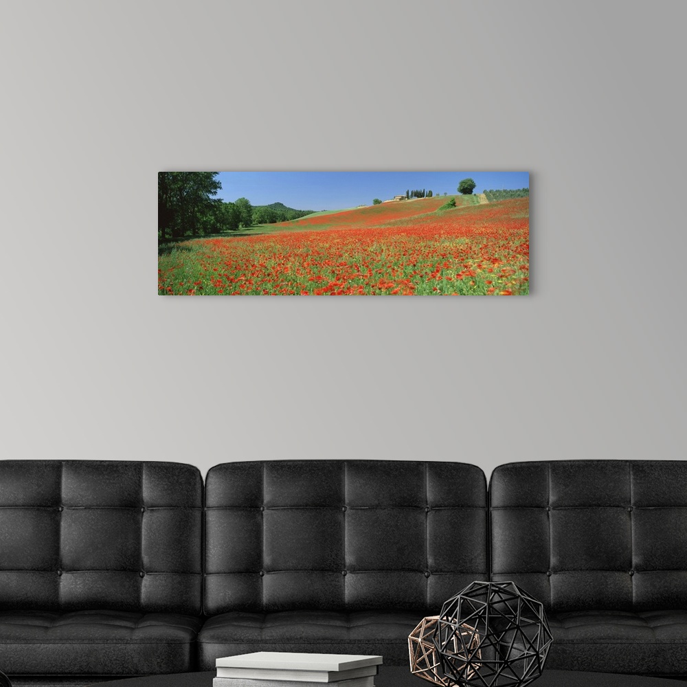 A modern room featuring Poppy field near Montechiello, Tuscany, Italy, Europe