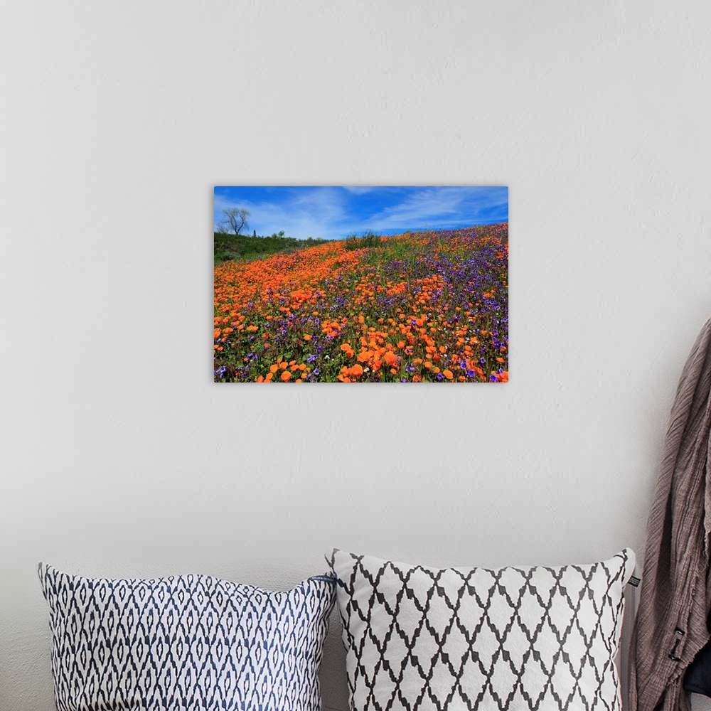 A bohemian room featuring Poppy flowers, Malibu Creek State Park, Los Angeles, California