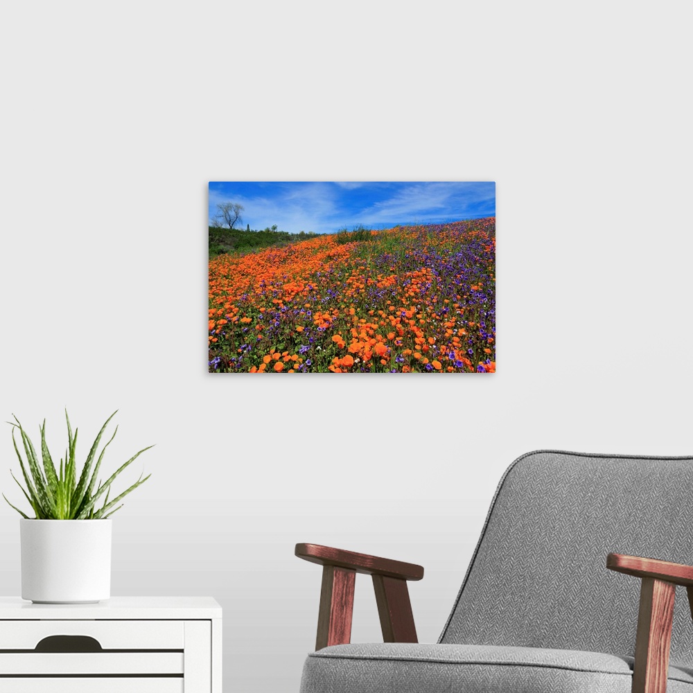 A modern room featuring Poppy flowers, Malibu Creek State Park, Los Angeles, California