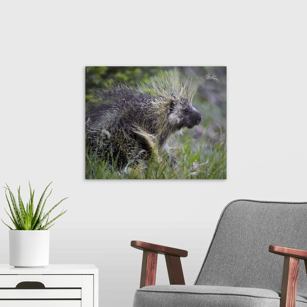 A modern room featuring Porcupine (Erethizon dorsatum), Medicine Bow National Forest, Wyoming, United States of America, ...