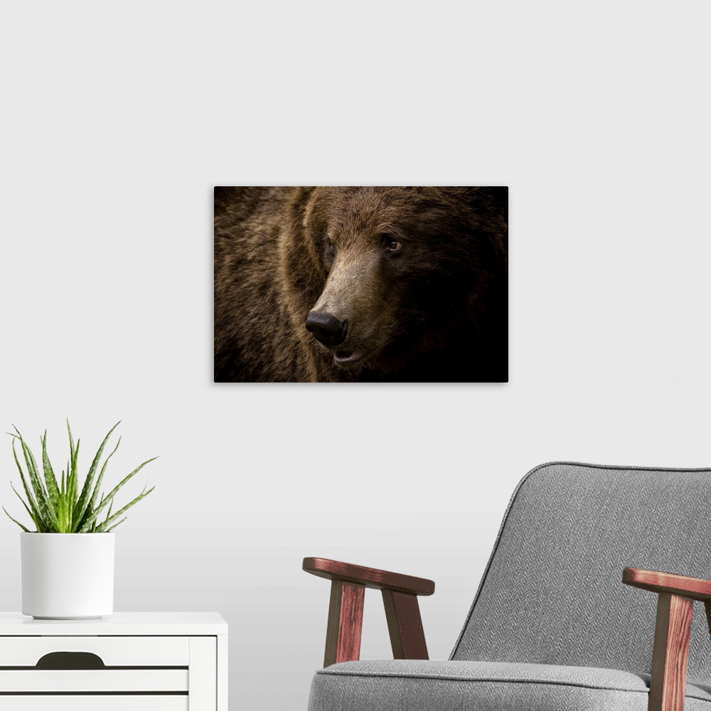 A modern room featuring Portrait of a brown bear (Ursus arctos) large male, Finland, Scandinavia, Europe