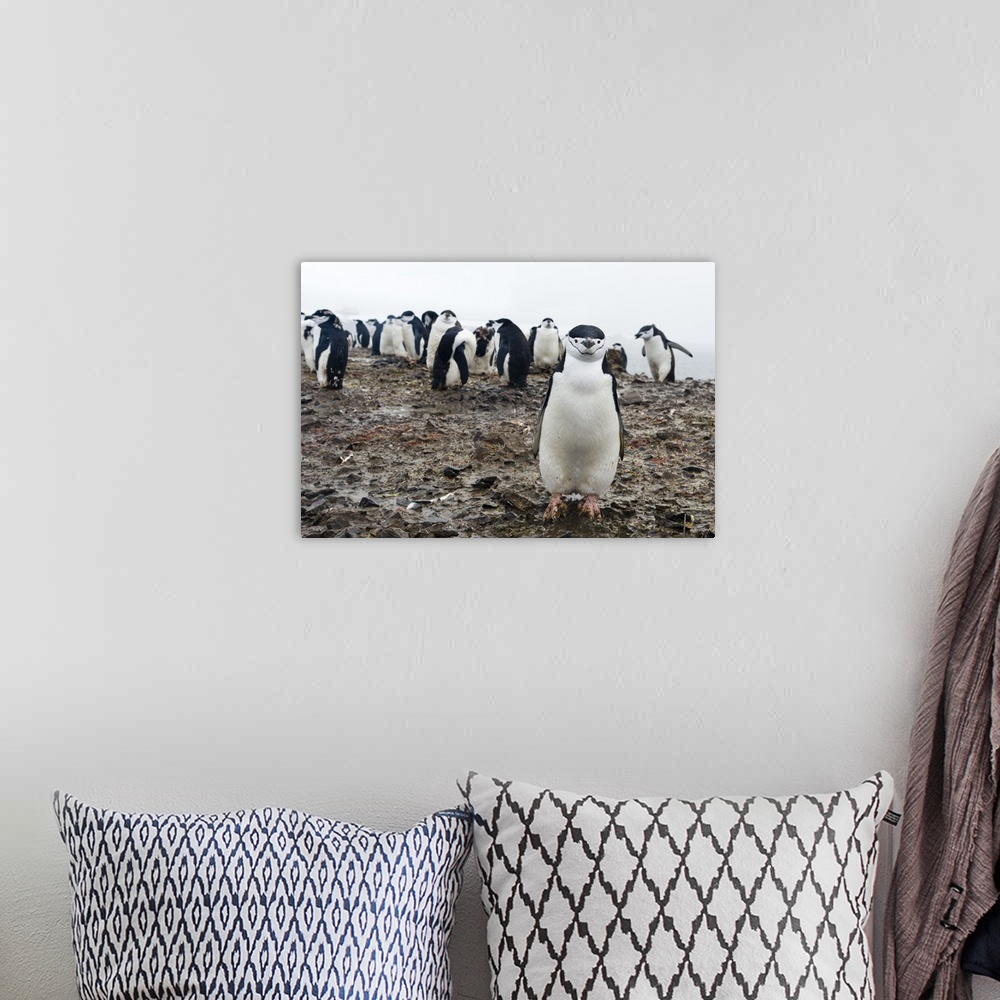 A bohemian room featuring Portrait of a chinstrap penguin, Half Moon Island, Antarctica