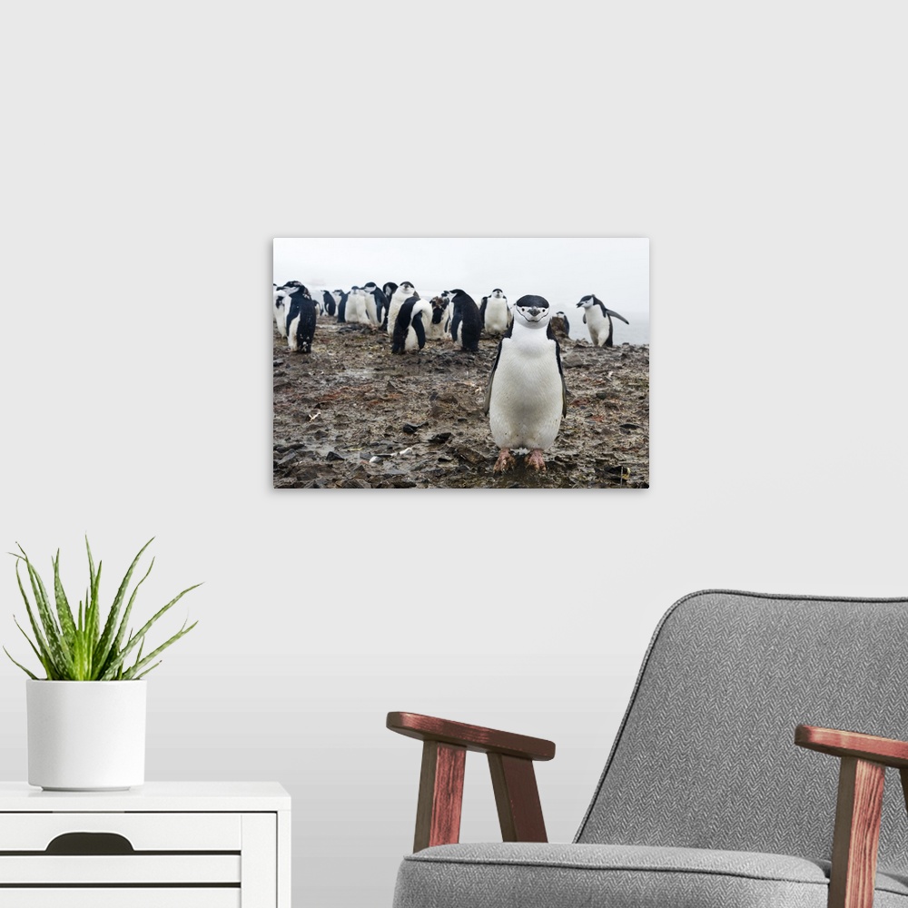 A modern room featuring Portrait of a chinstrap penguin, Half Moon Island, Antarctica