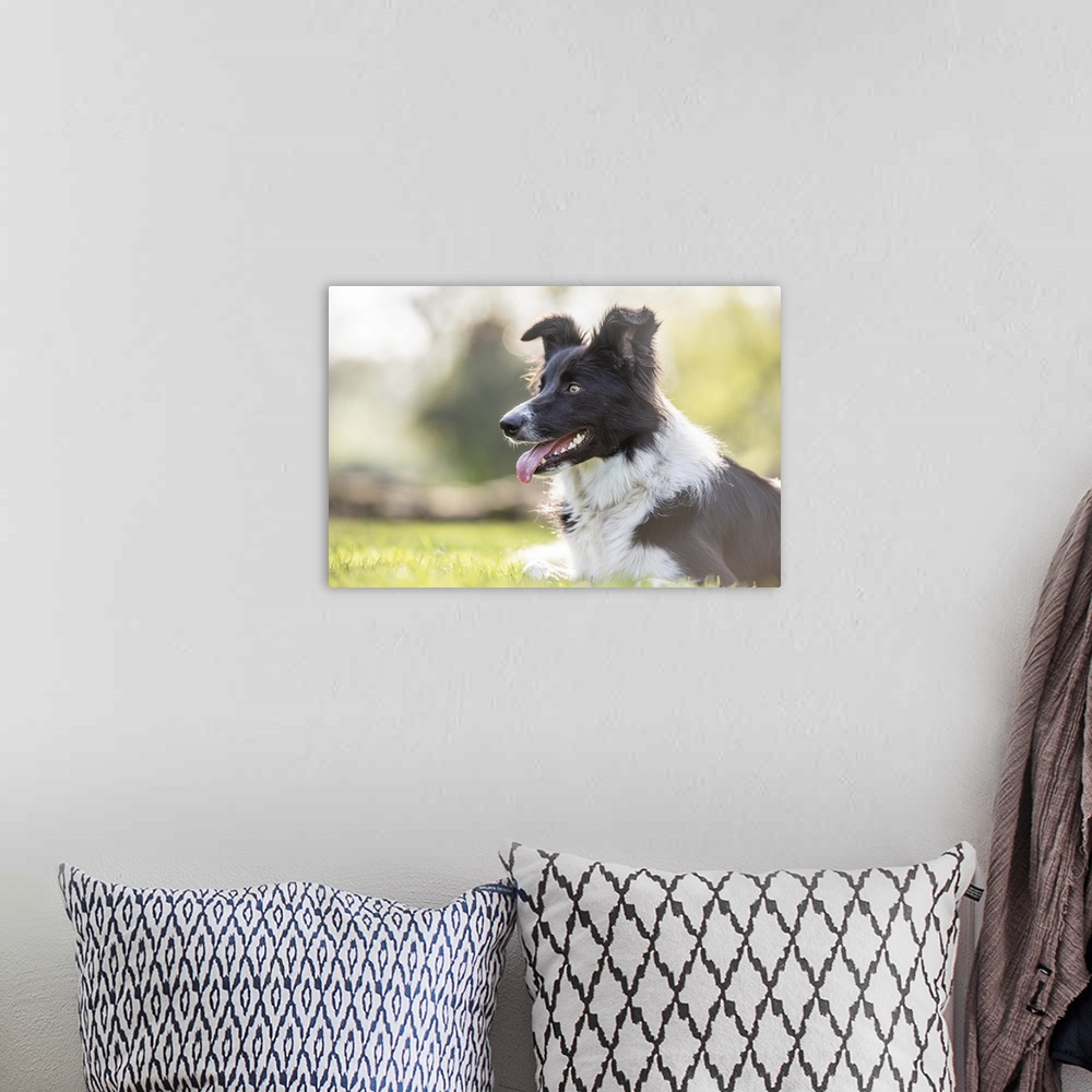 A bohemian room featuring Portrait of a Collie lying in the afternoon sunlight, United Kingdom, Europe