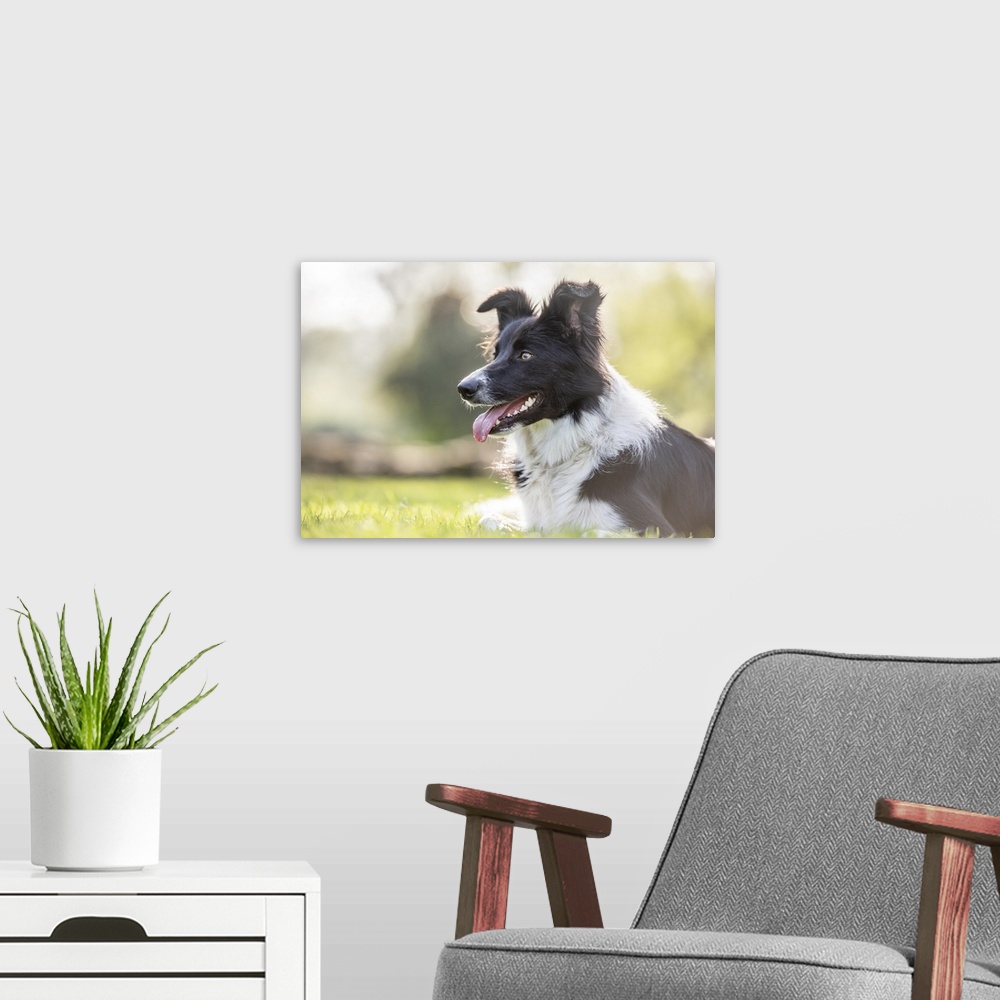A modern room featuring Portrait of a Collie lying in the afternoon sunlight, United Kingdom, Europe
