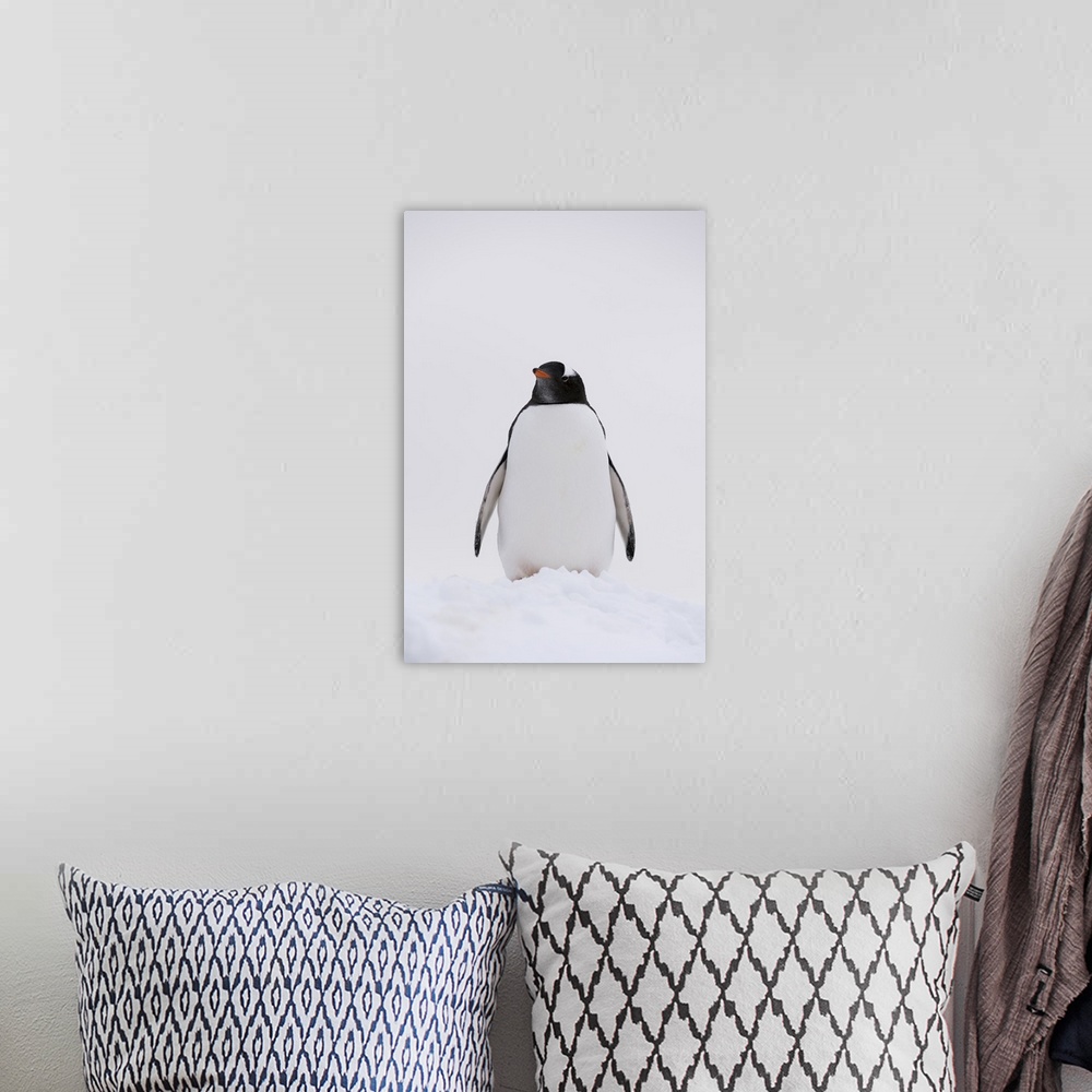 A bohemian room featuring Portrait of a gentoo penguin, Petermann Island, Antarctica