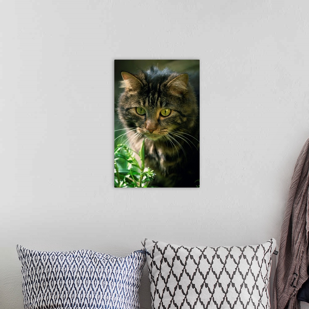 A bohemian room featuring Portrait of a pet cat