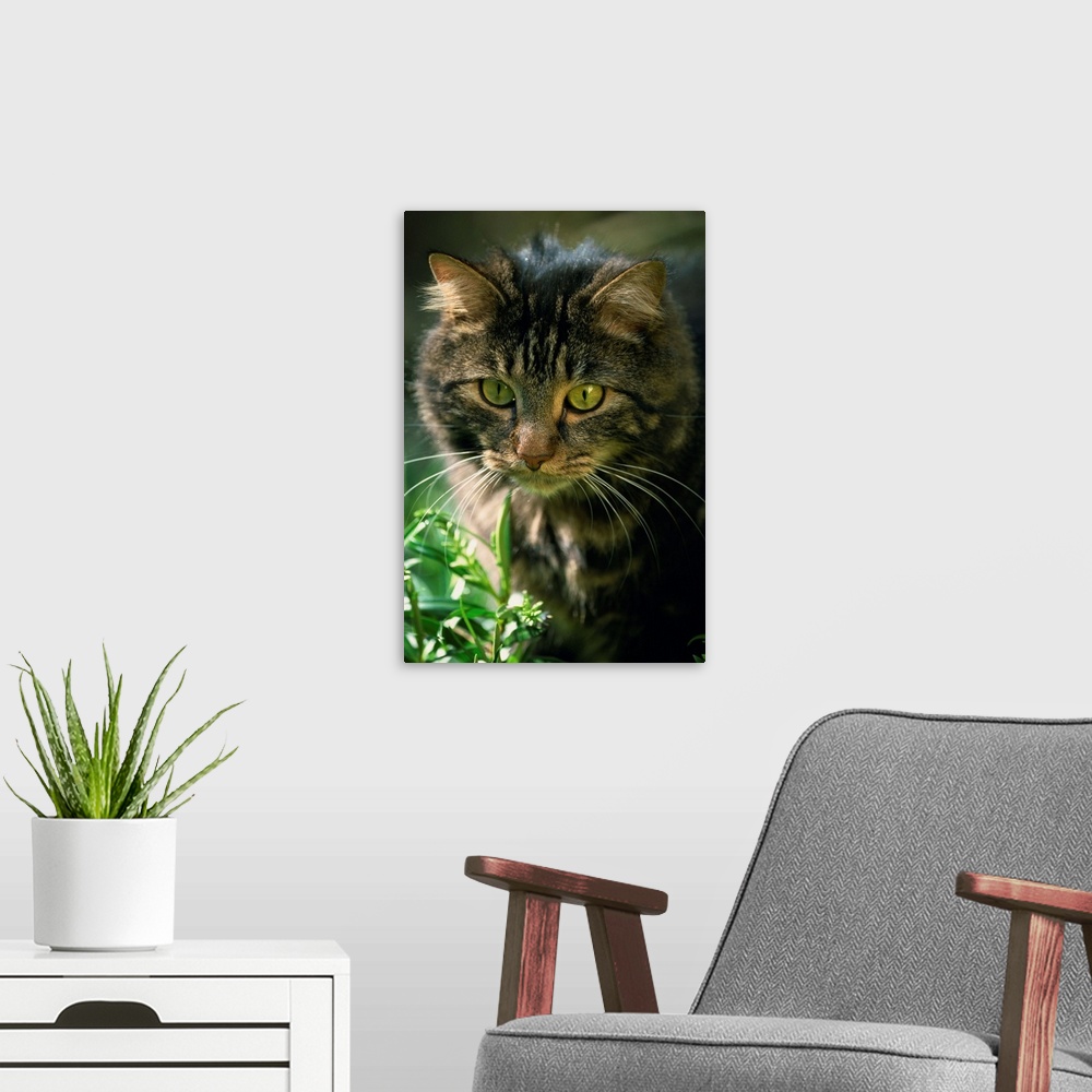 A modern room featuring Portrait of a pet cat