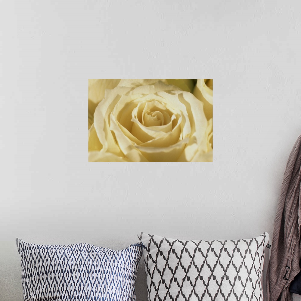 A bohemian room featuring Portrait of a white rose corolla