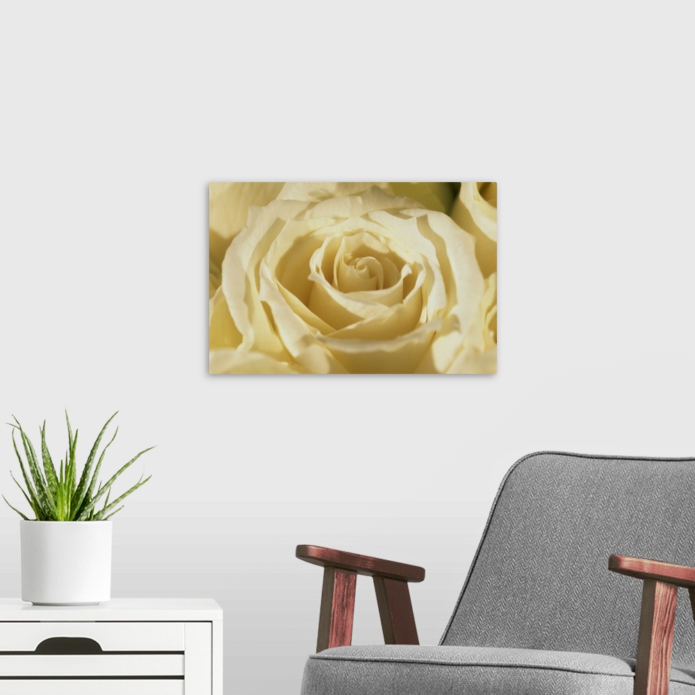 A modern room featuring Portrait of a white rose corolla
