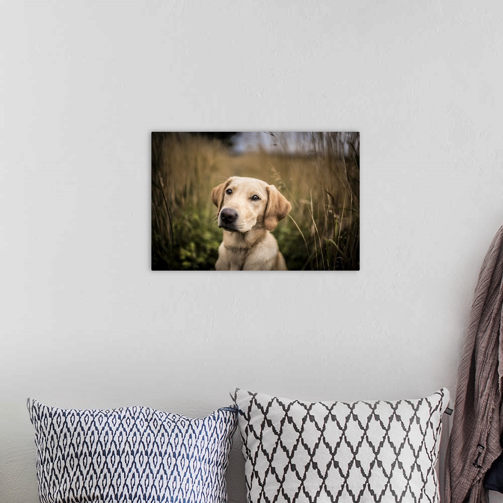 A bohemian room featuring Portrait of a young Golden Labrador sitting in a field, United Kingdom, Europe
