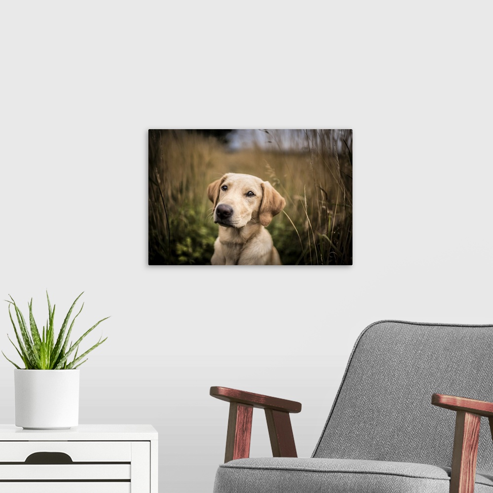 A modern room featuring Portrait of a young Golden Labrador sitting in a field, United Kingdom, Europe