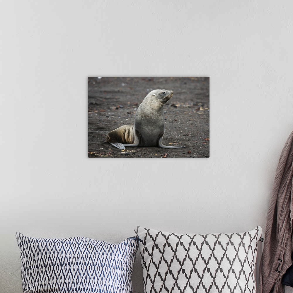A bohemian room featuring Portrait of an Antarctic fur seal, Deception Island, Antarctica