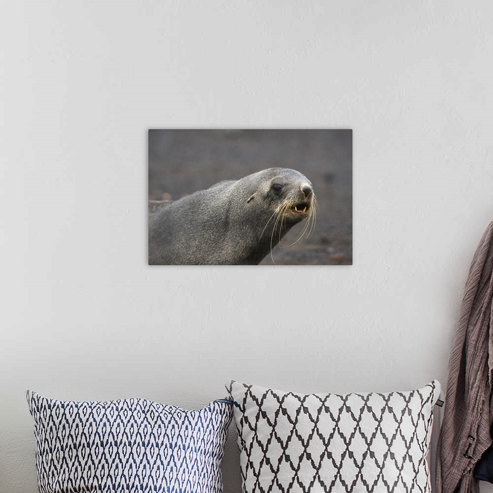 A bohemian room featuring Portrait of an Antarctic fur seal, Deception Island, Antarctica