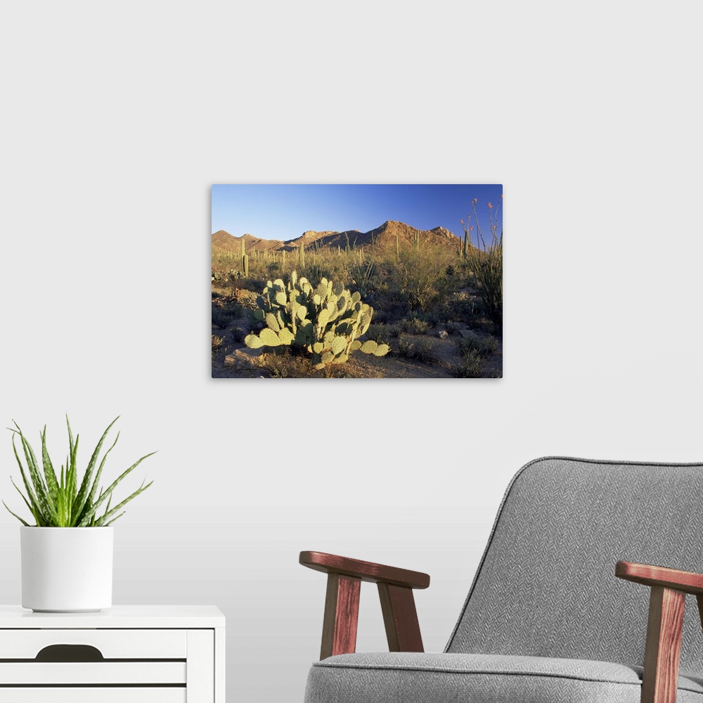 A modern room featuring Prickly pear cactus at sunset, Saguaro National Park, Tucson, Arizona