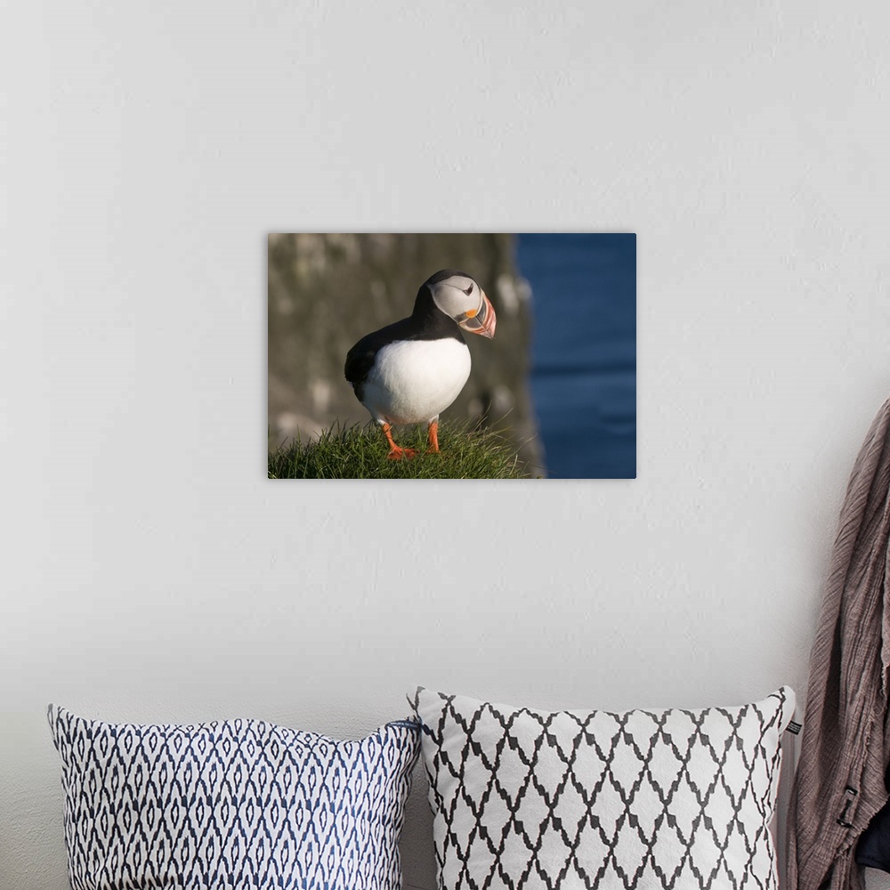 A bohemian room featuring Puffin on cliffs of Latrabjarg, Westfjords, Iceland, Polar Regions