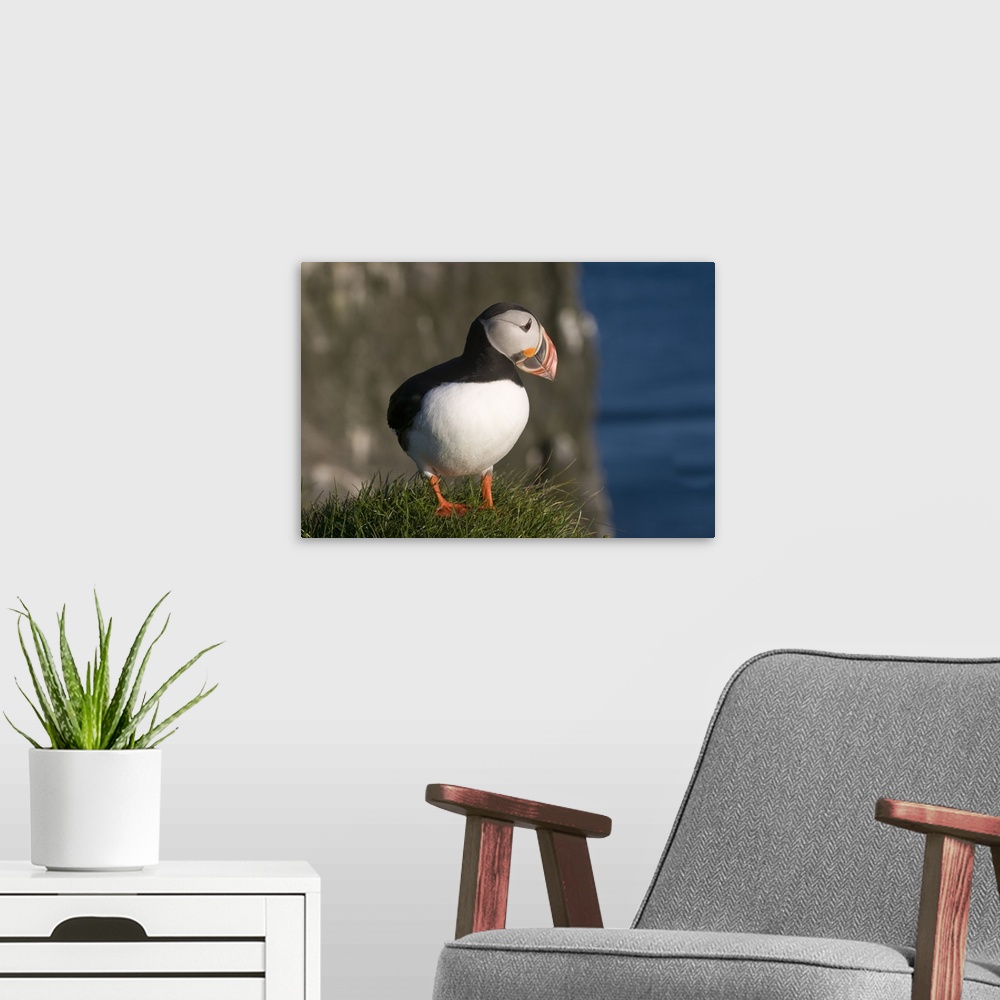 A modern room featuring Puffin on cliffs of Latrabjarg, Westfjords, Iceland, Polar Regions