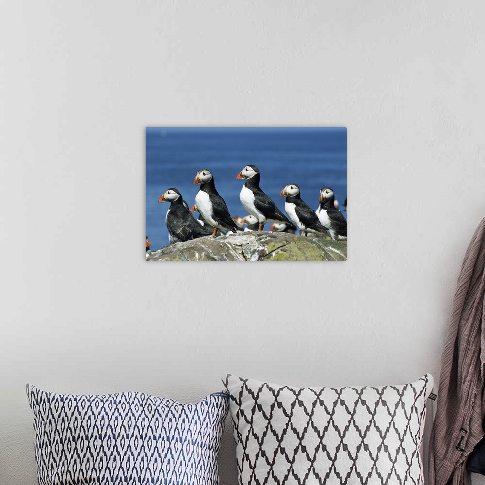 A bohemian room featuring Puffins, Farne Islands, off Northumbria, England