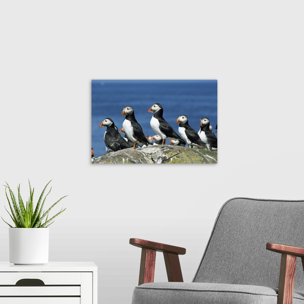A modern room featuring Puffins, Farne Islands, off Northumbria, England