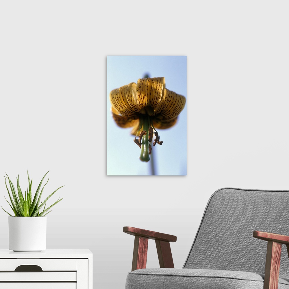 A modern room featuring Pyrenean lily (Lilium pyreaicum) portrait, North Devon, UK