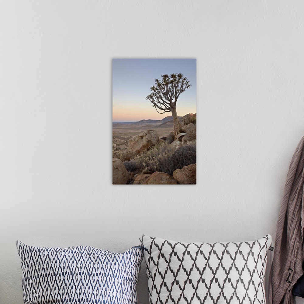 A bohemian room featuring Quiver tree at dawn, Namakwa, Namaqualand, South Africa