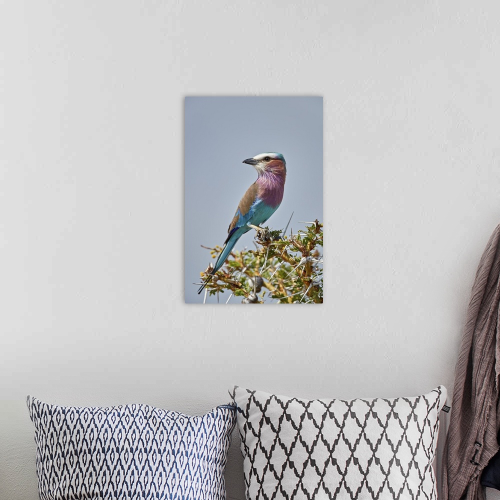 A bohemian room featuring Racket-tailed roller, Selous Game Reserve, Tanzania