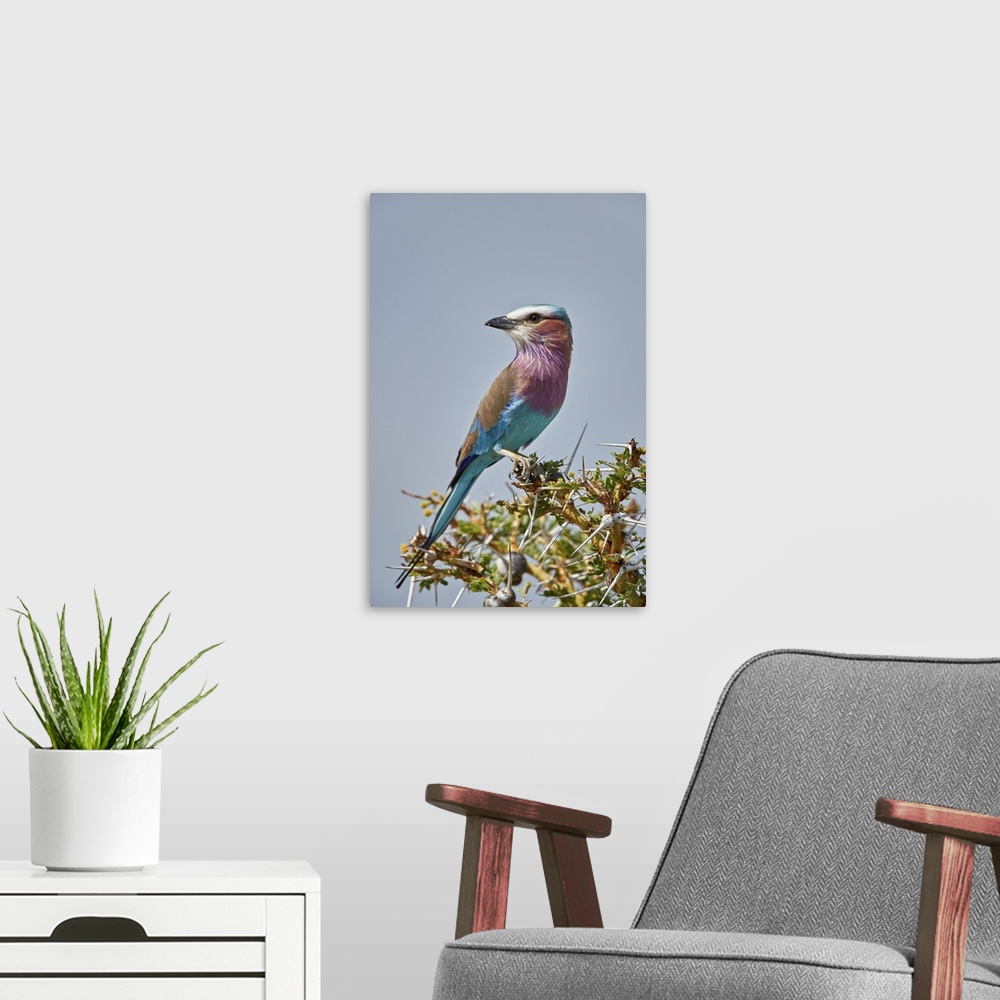 A modern room featuring Racket-tailed roller, Selous Game Reserve, Tanzania