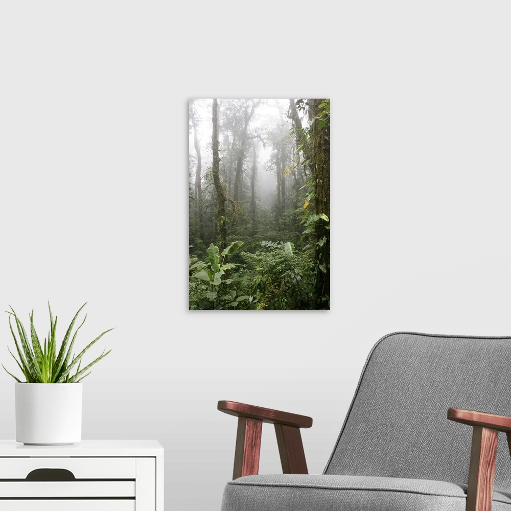 A modern room featuring Rainforest, Santa Elena Cloud Forest Reserve, Costa Rica