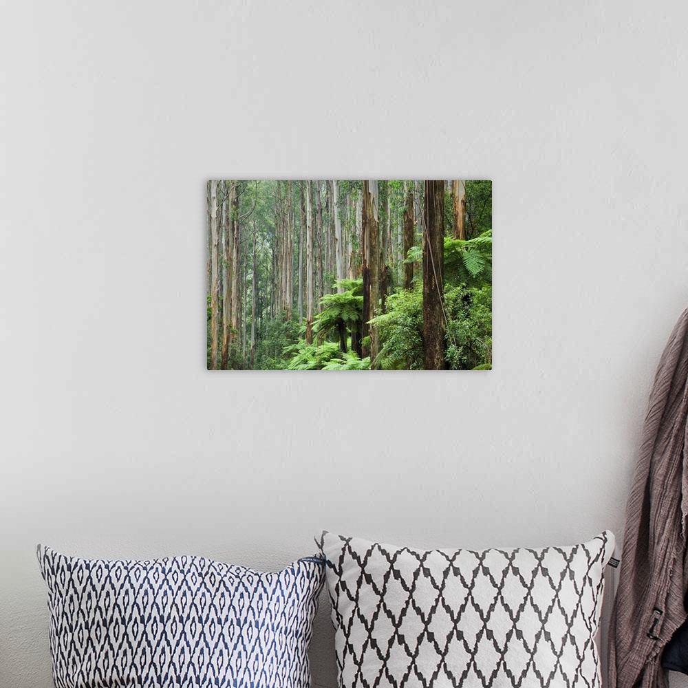 A bohemian room featuring Rainforest, Yarra Ranges National Park, Victoria, Australia, Pacific