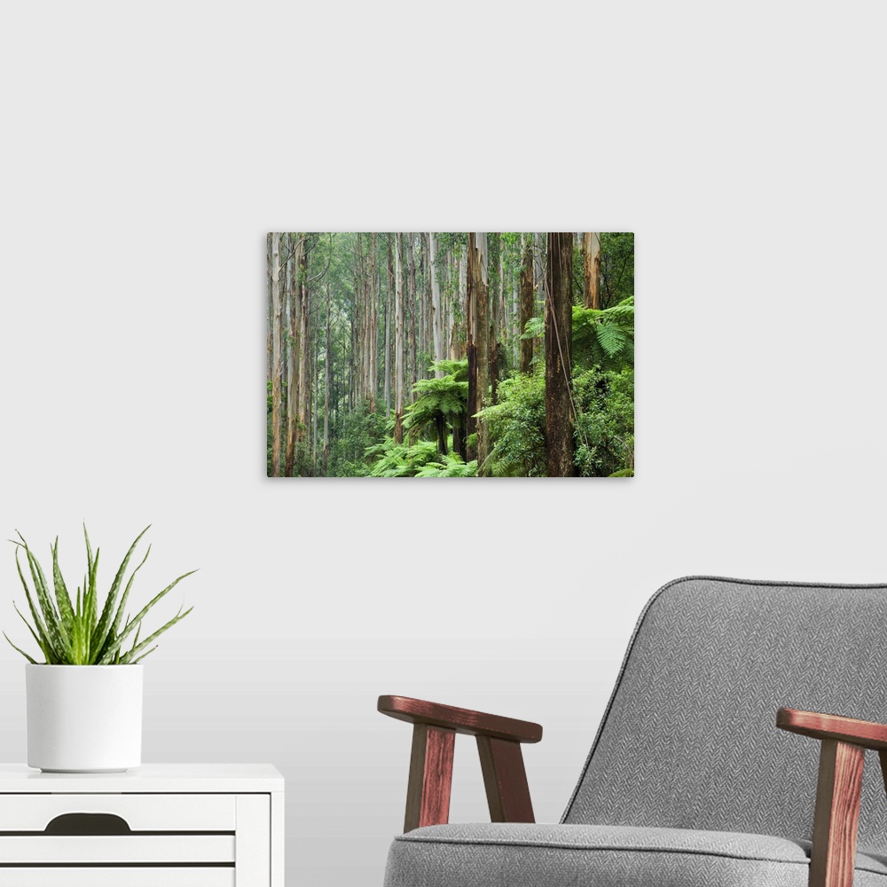 A modern room featuring Rainforest, Yarra Ranges National Park, Victoria, Australia, Pacific