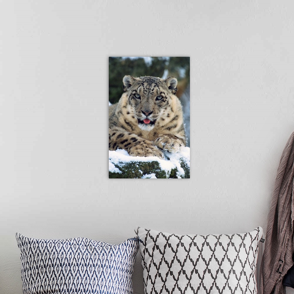 A bohemian room featuring Rare and endangered snow leopard (Panthera uncia), Port Lympne Zoo, Kent, England