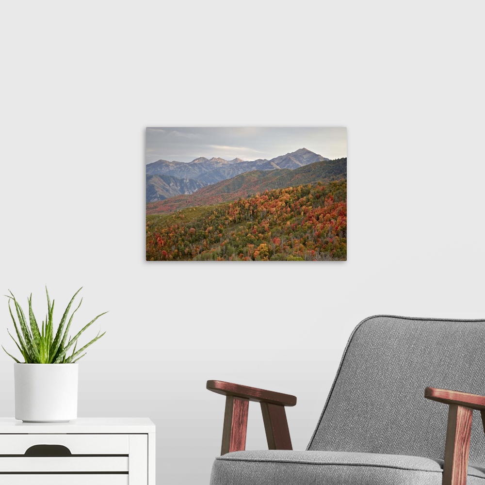 A modern room featuring Red and orange fall colors in the Wasatch Mountains, Uinta National Forest, Utah