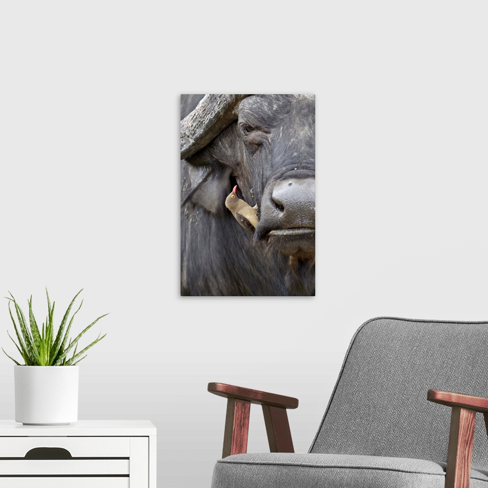 A modern room featuring Red-billed oxpecker on a Cape buffalo, Kruger National Park, South Africa
